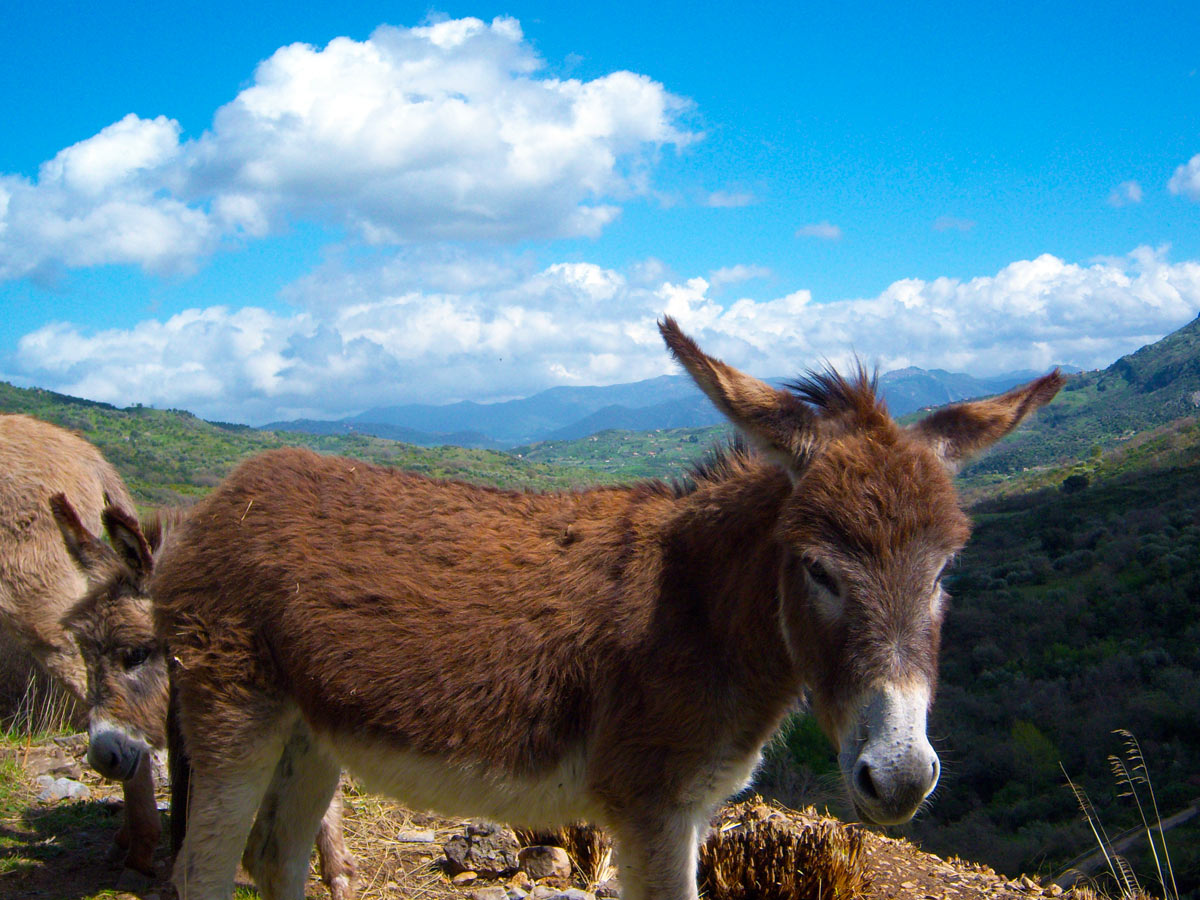 donkey_castelbuono