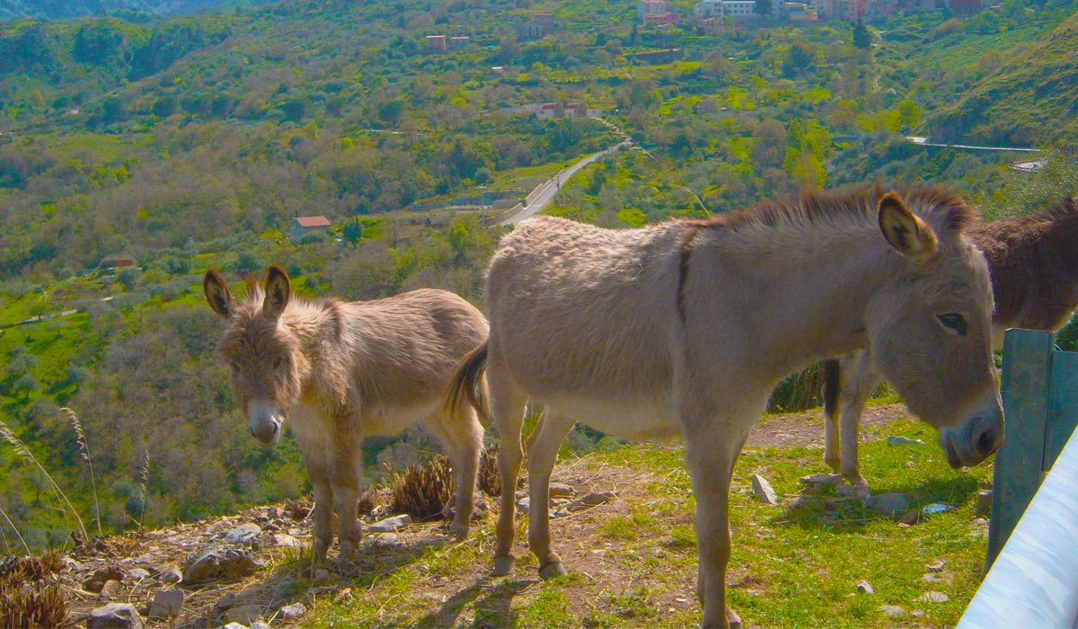 donkey_castelbuono