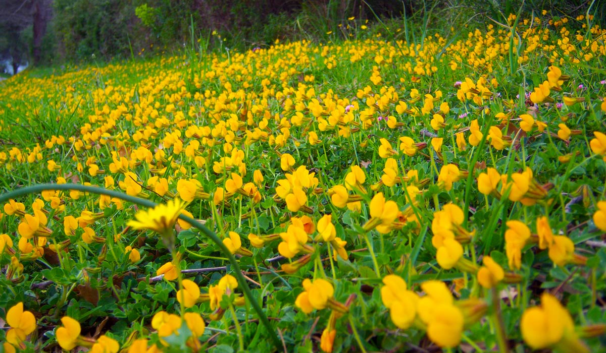 yellow_flowers